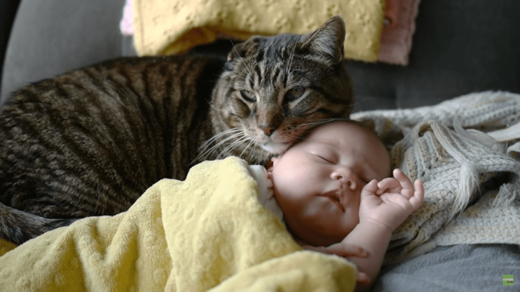 cat and baby