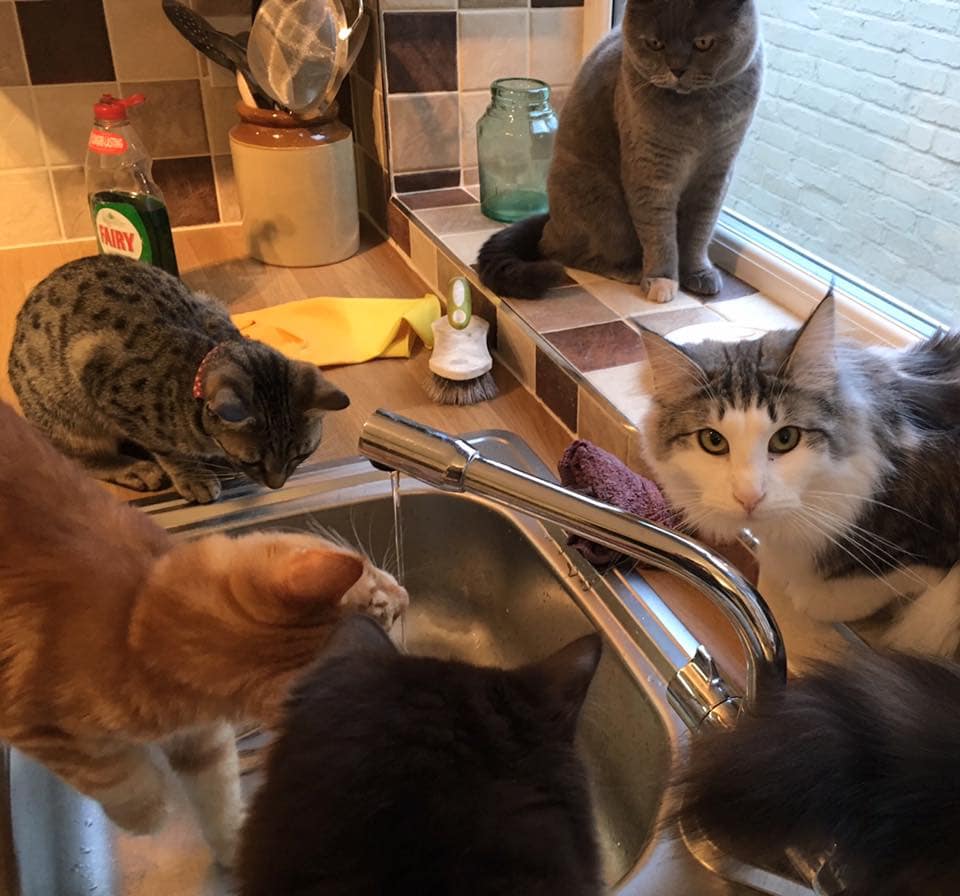 Manchester s First Cat Cafe Needs Volunteers to Test It Manchester s First Cat Cafe Needs Volunteers to Test It