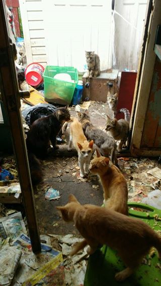 hoarding 1