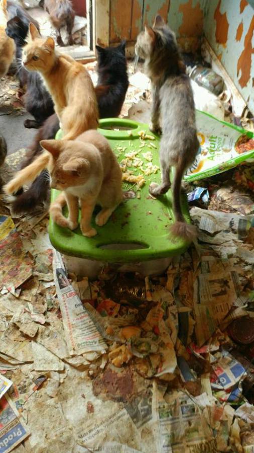 hoarding 4