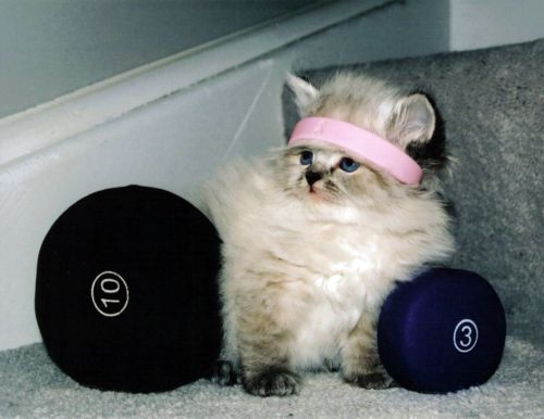 workout kittne