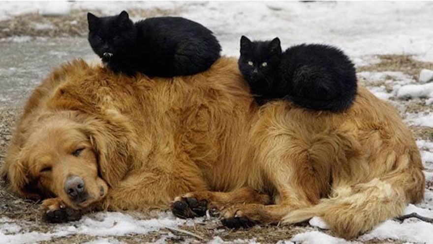 cats on dogs 8