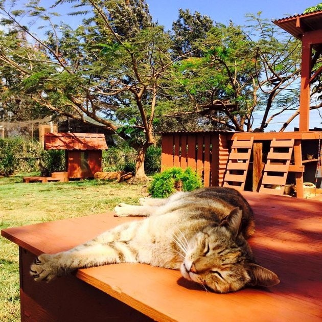 Image source: Lanai Cat Sanctuary via Facebook