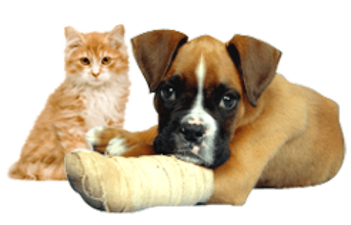 pet-insurance-review-taster-images-153881