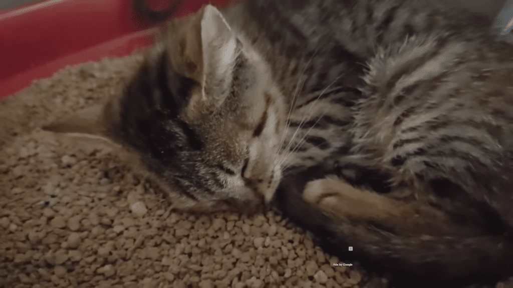 snoring kitten