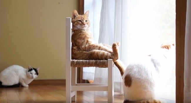 cat-in-chair
