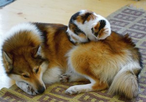 cats on dogs 9