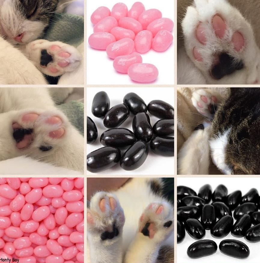 monty-beans