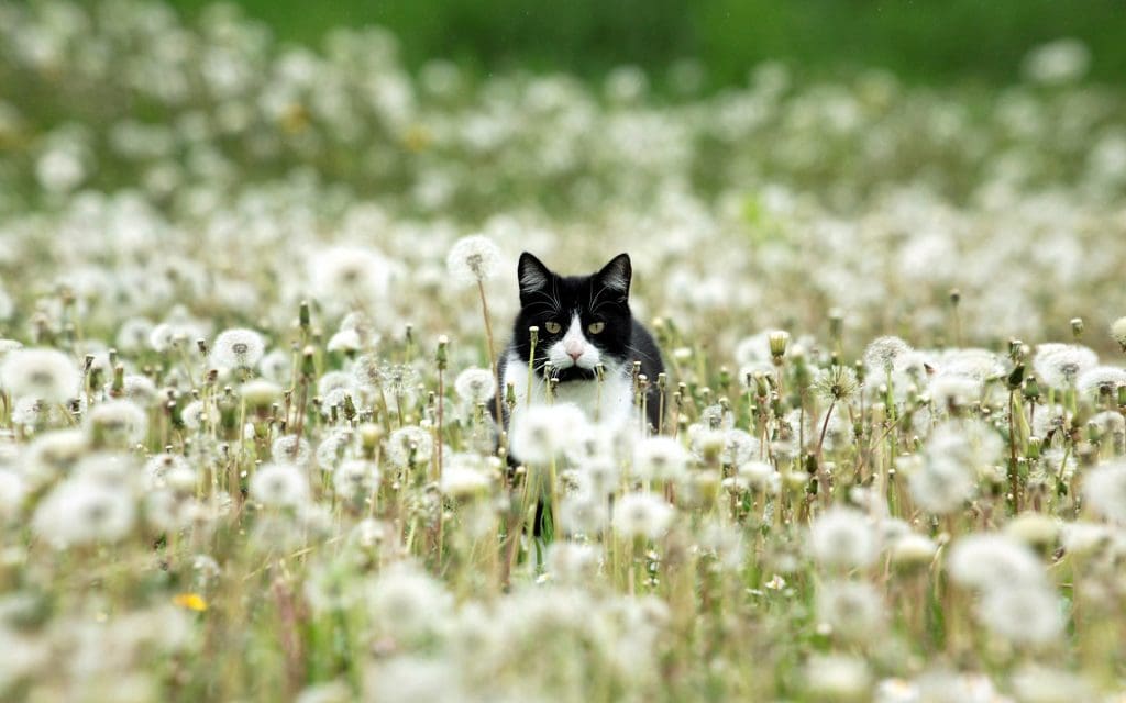 animals___cats_black_and_white_cat_in_dandelions_046796_
