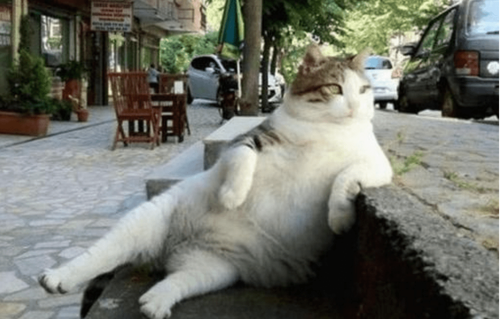 Famous Reclining Cat Tombili Has Her Own Statue Life With Cats