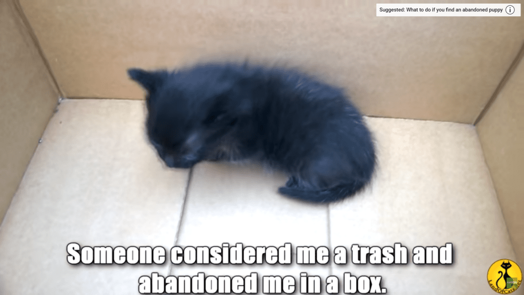 abandoned-kitten