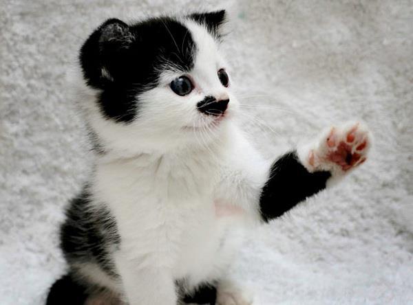 animals-black-and-white-cat-cats-cute-favim-com-356468