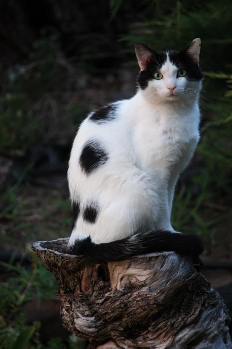 black-and-white-cat-on-tree-stump-c