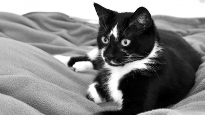 black-and-white-cats-animals-kittens-1920x1080-wallpaper_www-animalhi-com_34