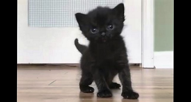 black-kitten