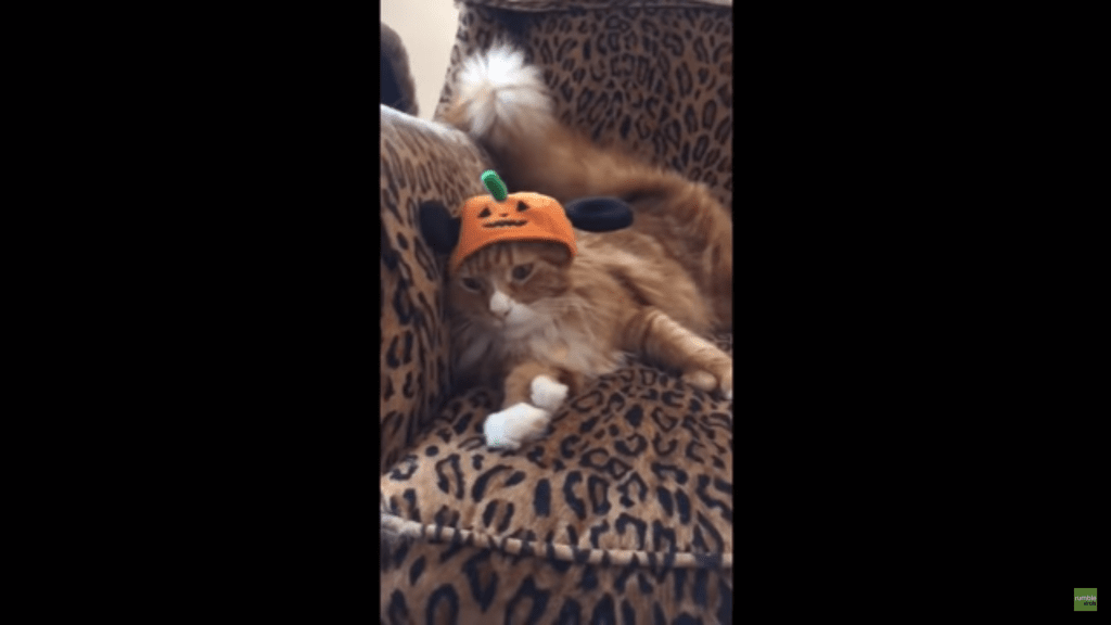 cat-hat