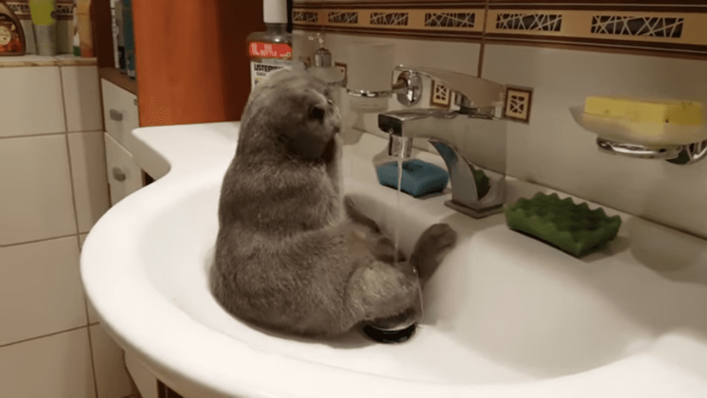 cat-in-sink