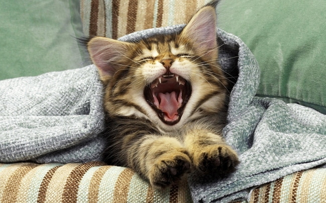 cat_yawning_mouth_blanket_kitten_1493_3840x2400