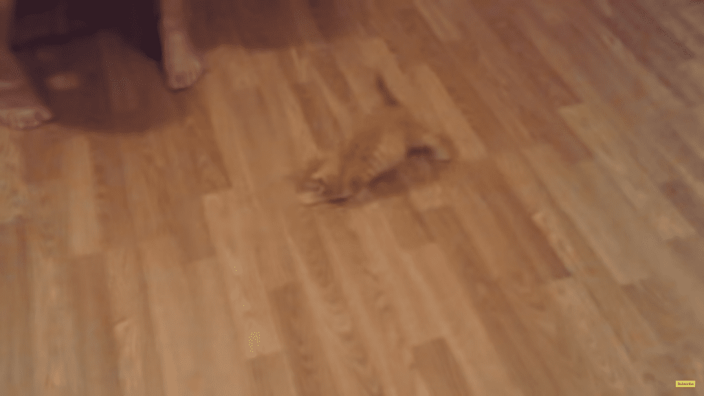 kitten-chasing-shadow