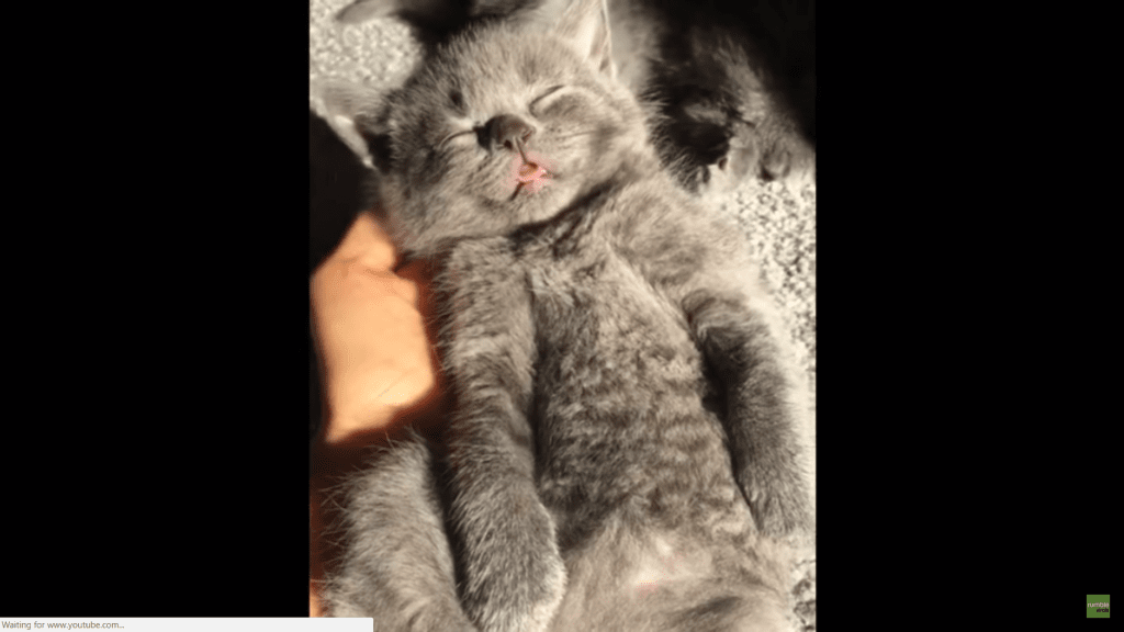 kitten-sleeping