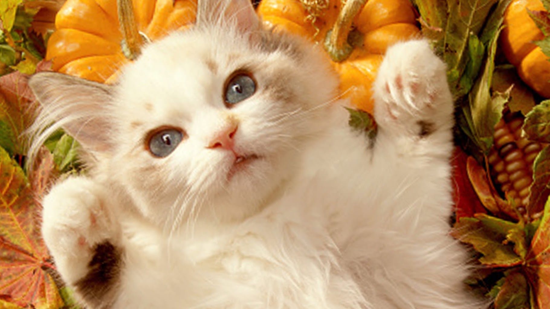Cats Getting Ready for Thanksgiving - Life With Cats