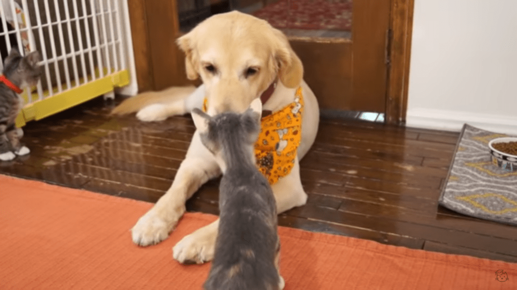 kittens-and-dog