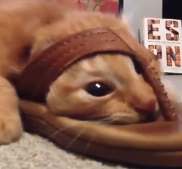 sandal