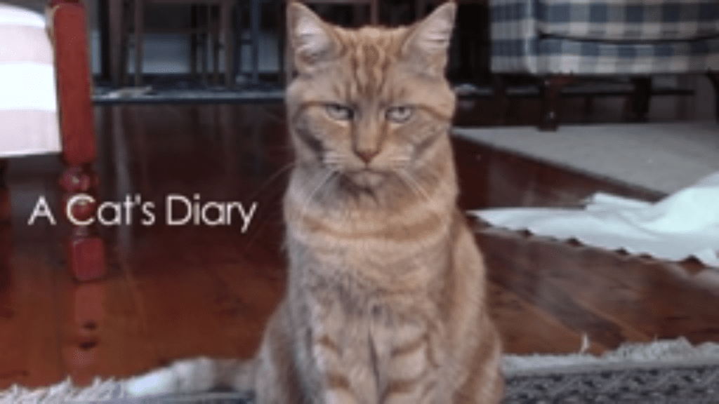 cat-diary