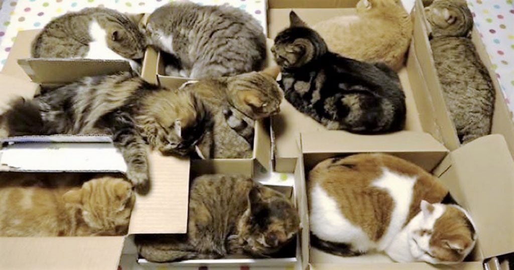 cats-love-boxes