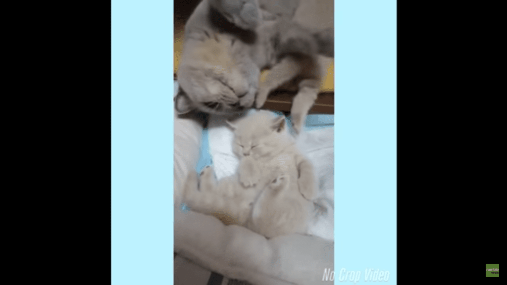 mom-and-kitten