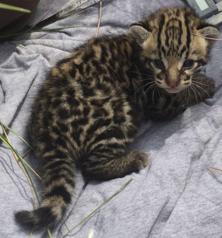 Conservationists Excited By Discovery of 4 Ocelot Kittens - Life With Cats
