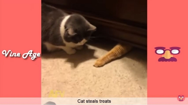 cat-steals-treats
