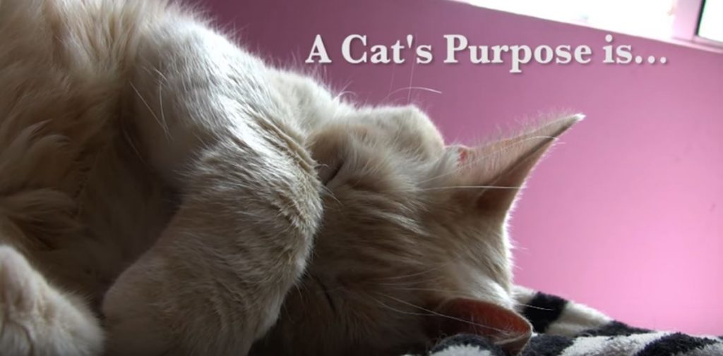 cat's purpose