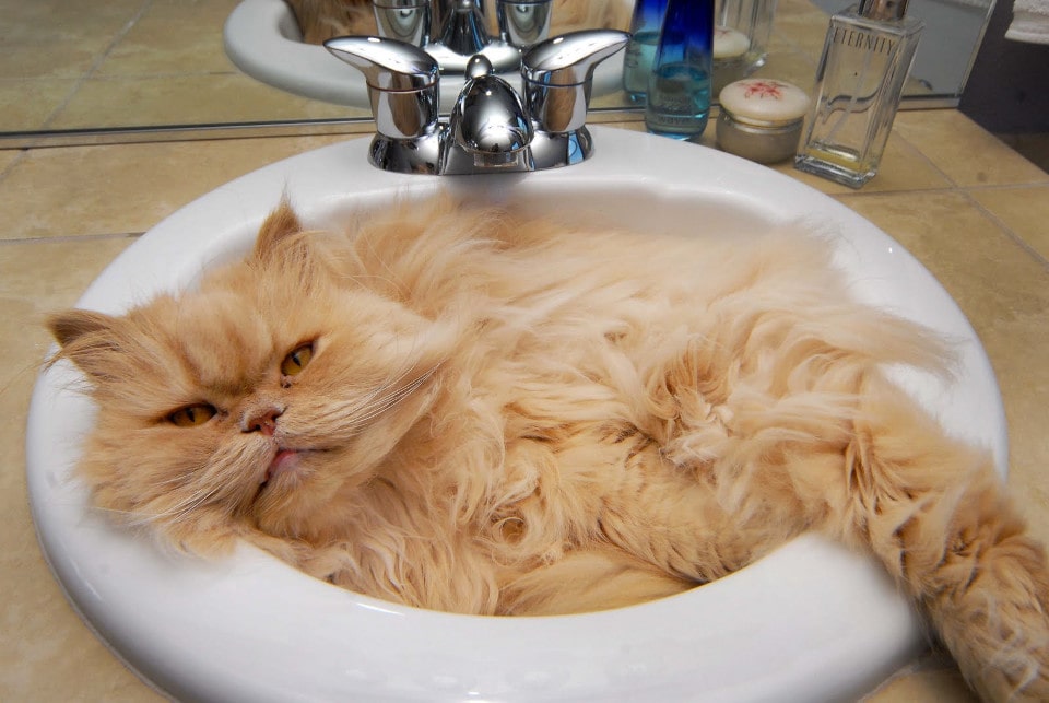 How-to-bathe-your-cat-Land-of-Cats