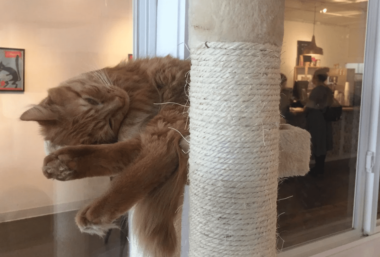 Cat Cafe Finds Success Helping Shelter Cats - Life With Cats