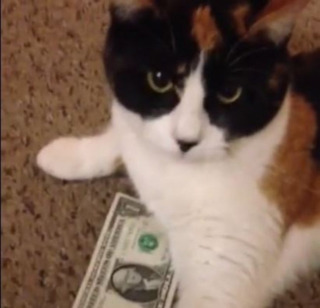 cat money grabber