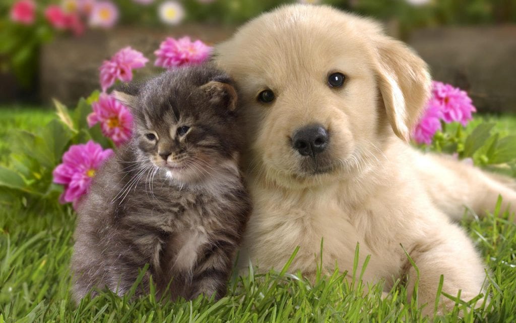 gray tabby kitten cat rubbing up against a golden retriever puppy dog in grass in a garden scene with pink flowers behind them.