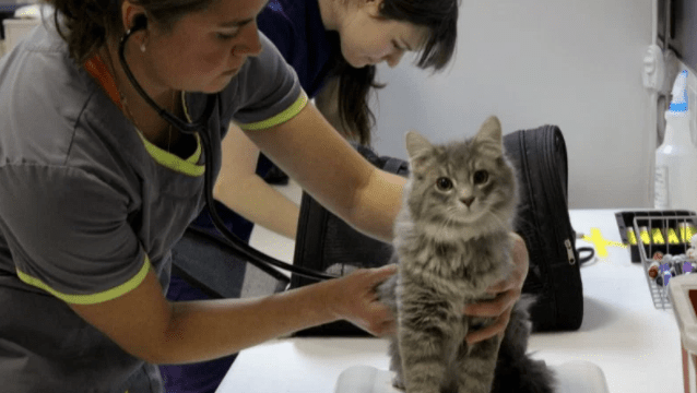 Denver Clinic Offers Free Spay Neuter to All Cats! Life With Cats