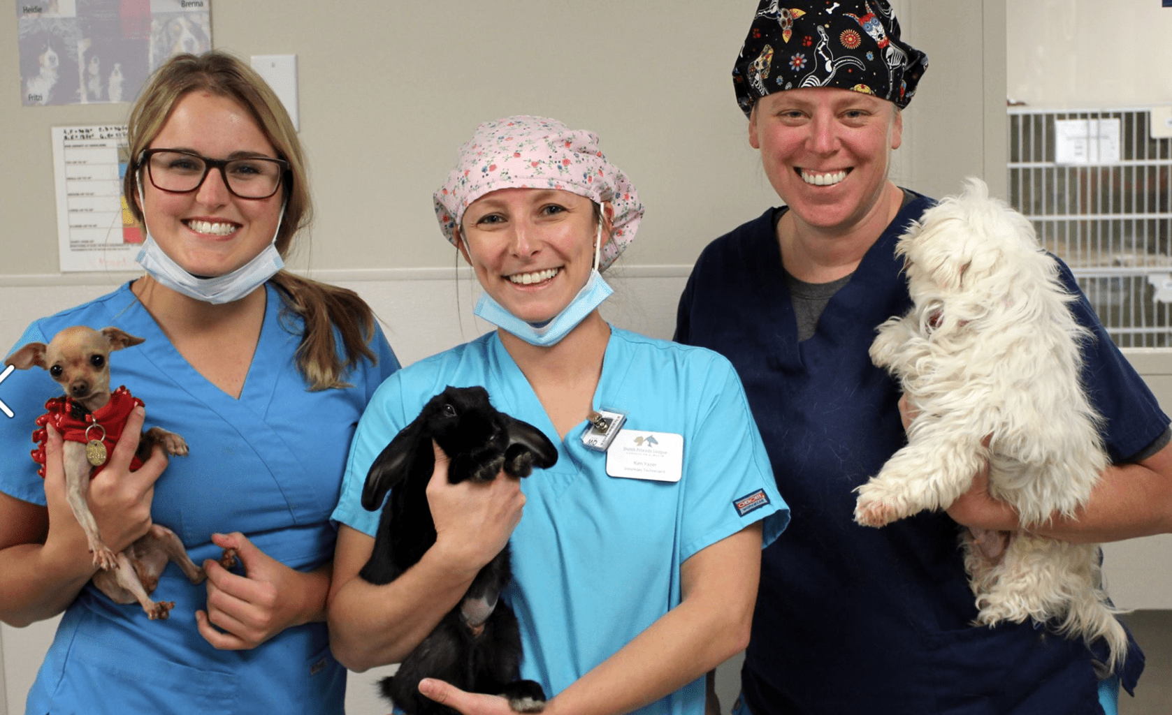 Dumb Friends League Solutions Cat Spay Neuter Clinic Denver Co CatWalls