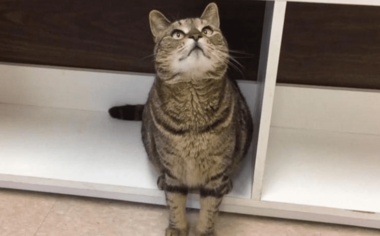 BooBoo the Hitchhiking California Cat Found in Canada Life With Cats