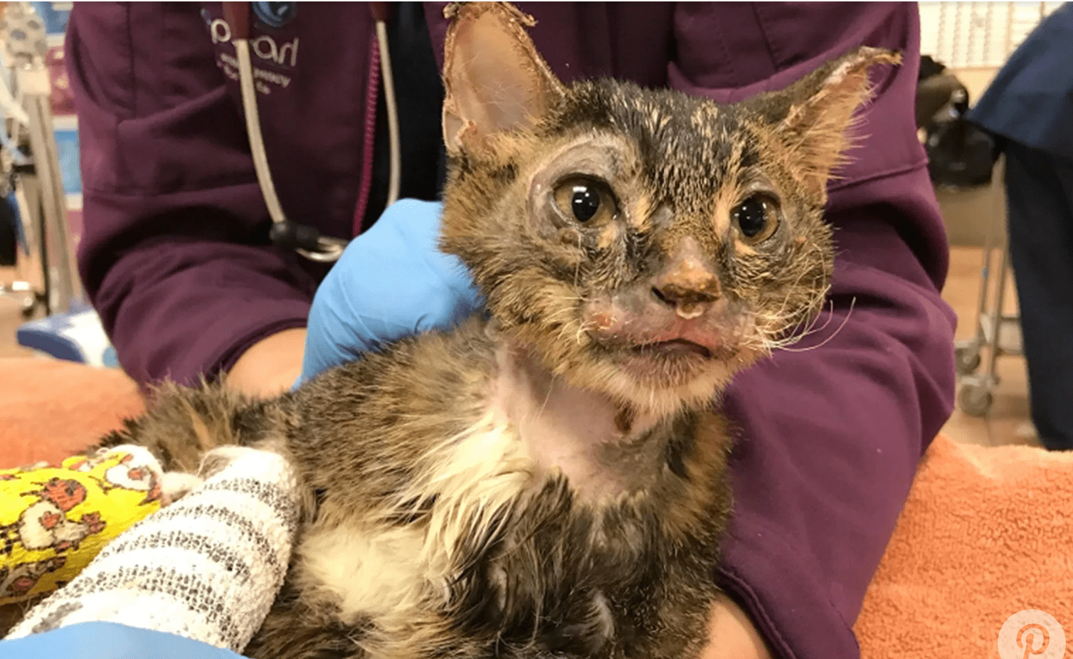 Burned Kitten Is Tough As Nails Life With Cats