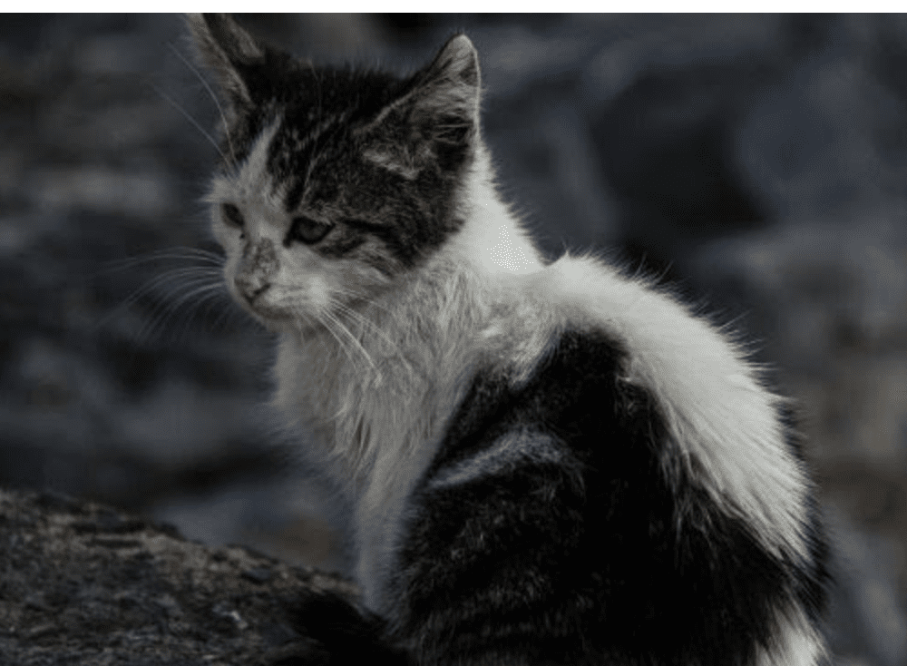 download street cats for free download street cats for free