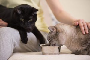 catbehaviorassociates