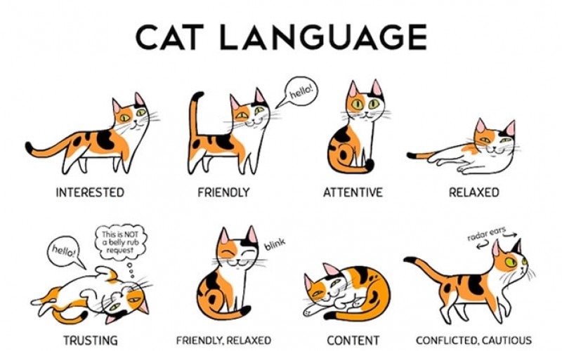 Cat-Language-1-800x500