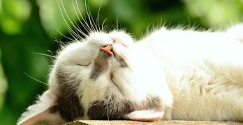 cat-1551783_640