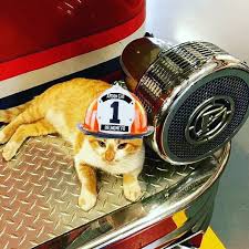 greenvillefiredept
