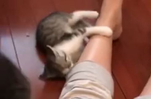 kitten attack