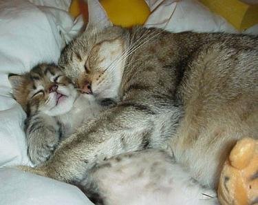 cats-cuddles