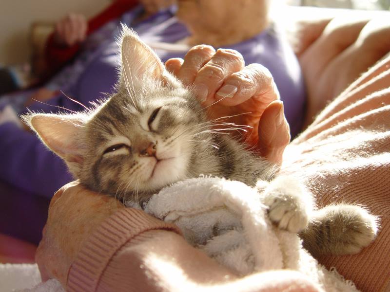 cuddle-cat