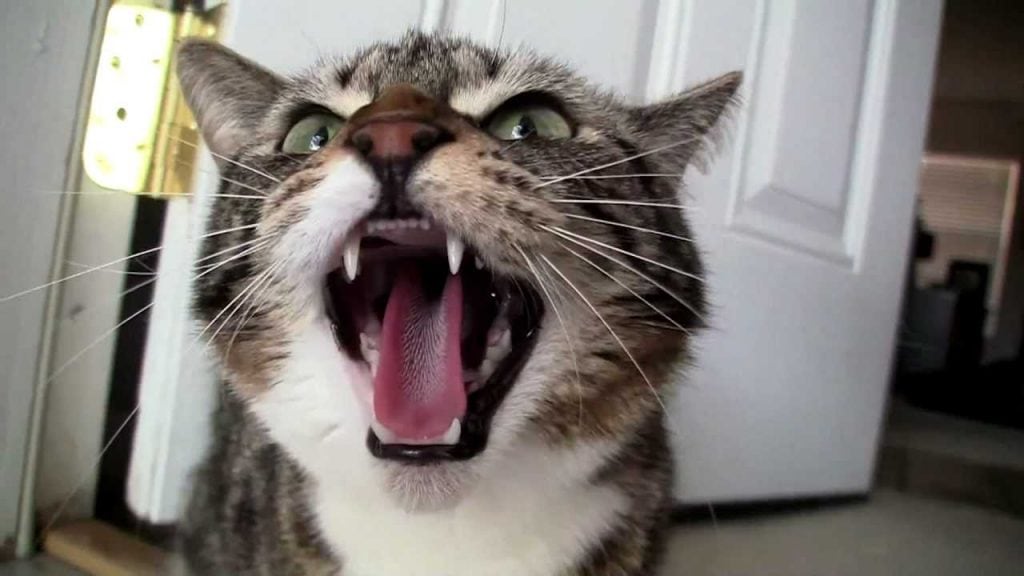 This Just In: Angry Cat Foils Burglary - Life With Cats